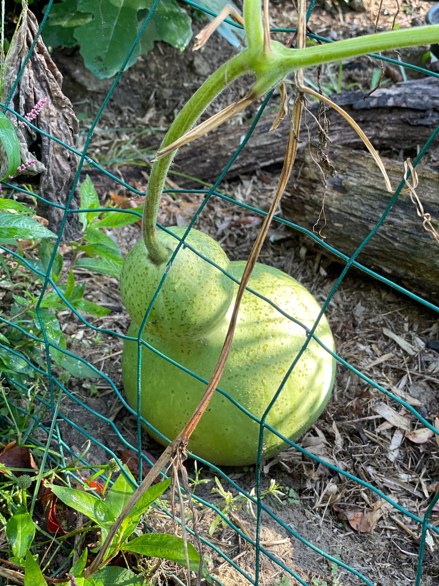 Bottle gourd