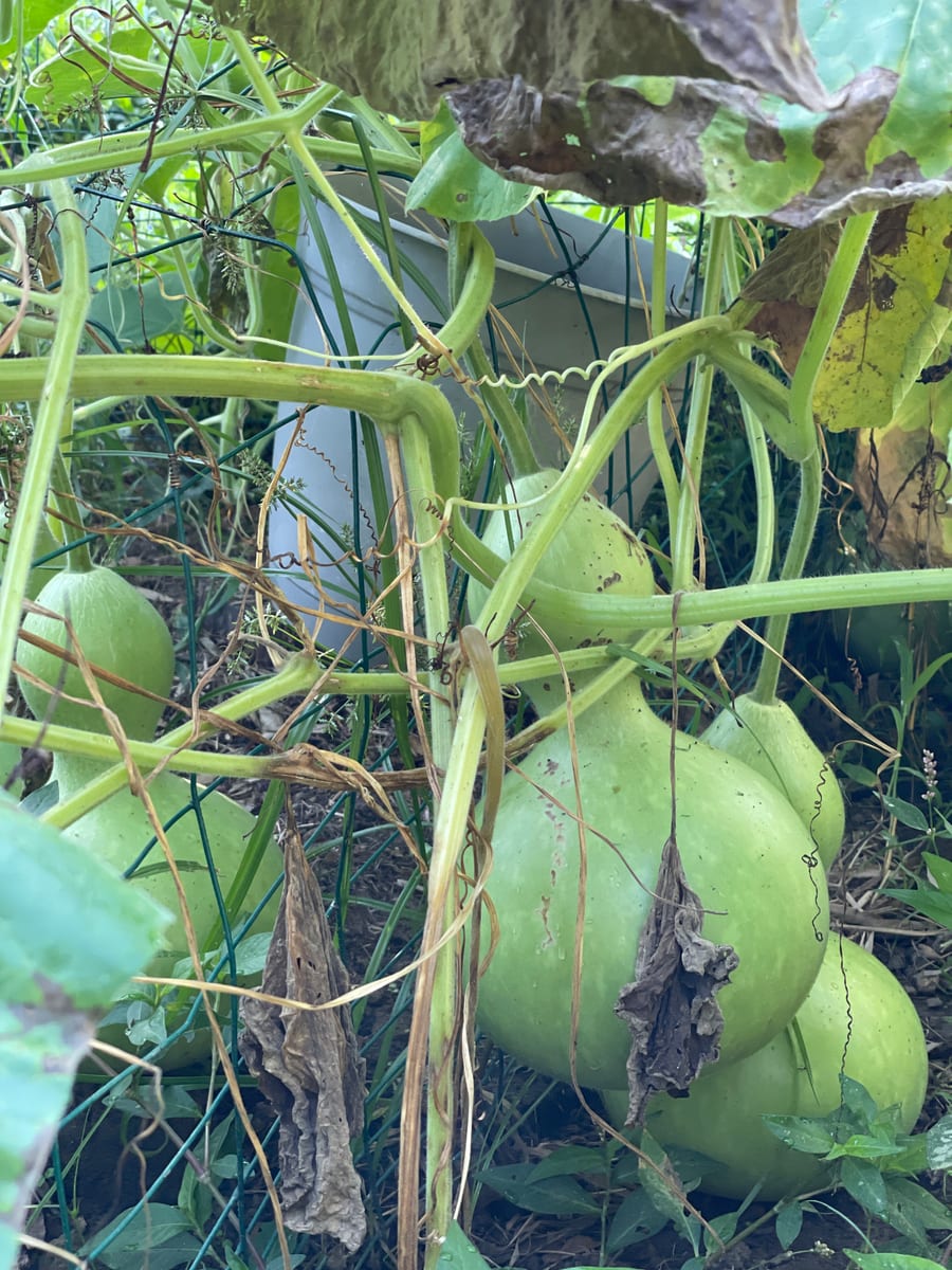 Bottle gourd