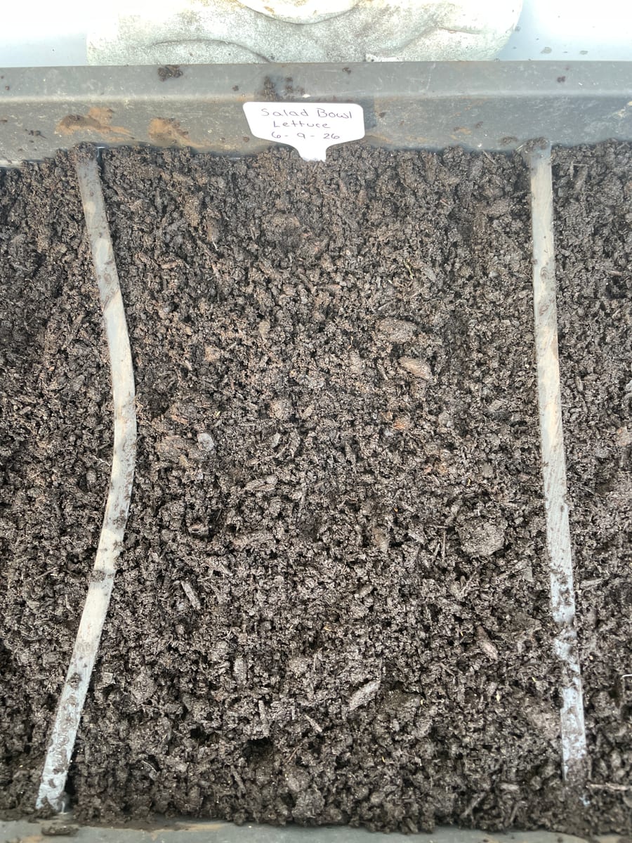 Lettuce - Salad Bowl