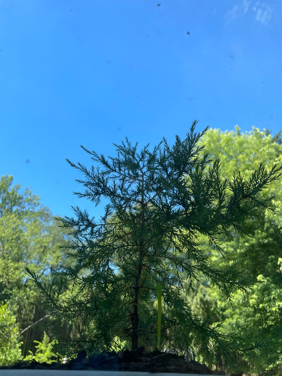 Eastern red cedar