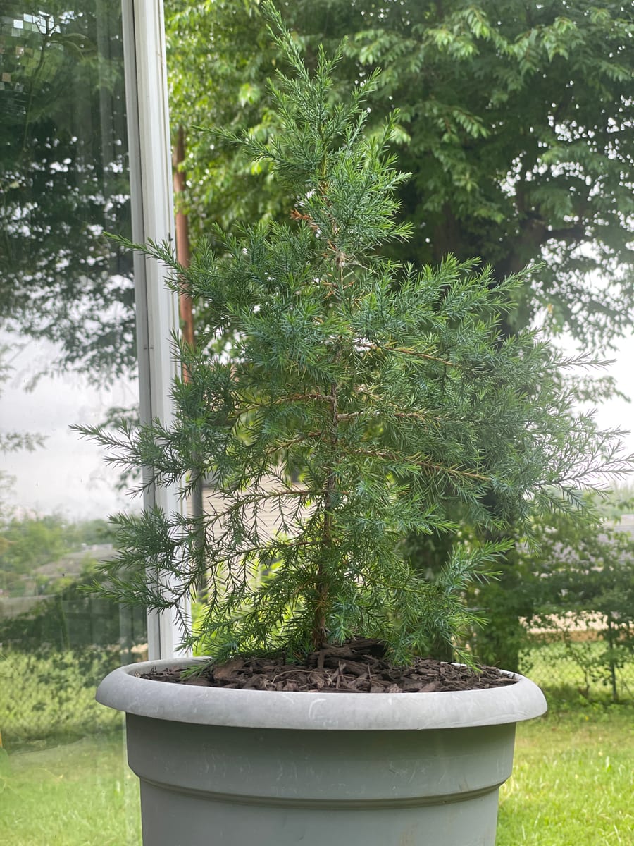 Eastern red cedar