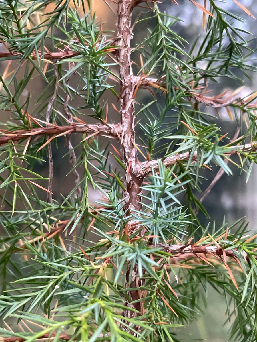 Eastern red cedar