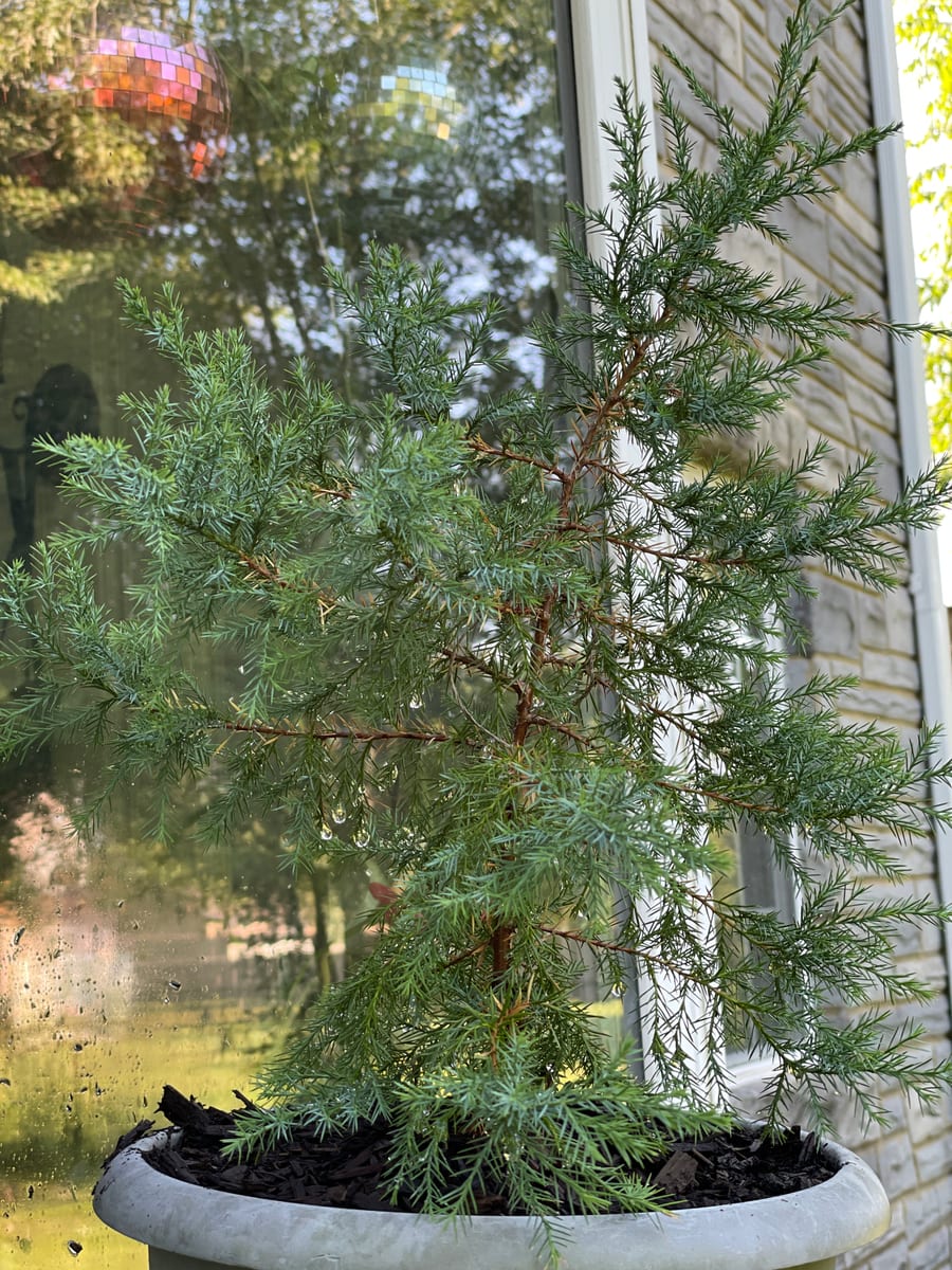 Eastern red cedar