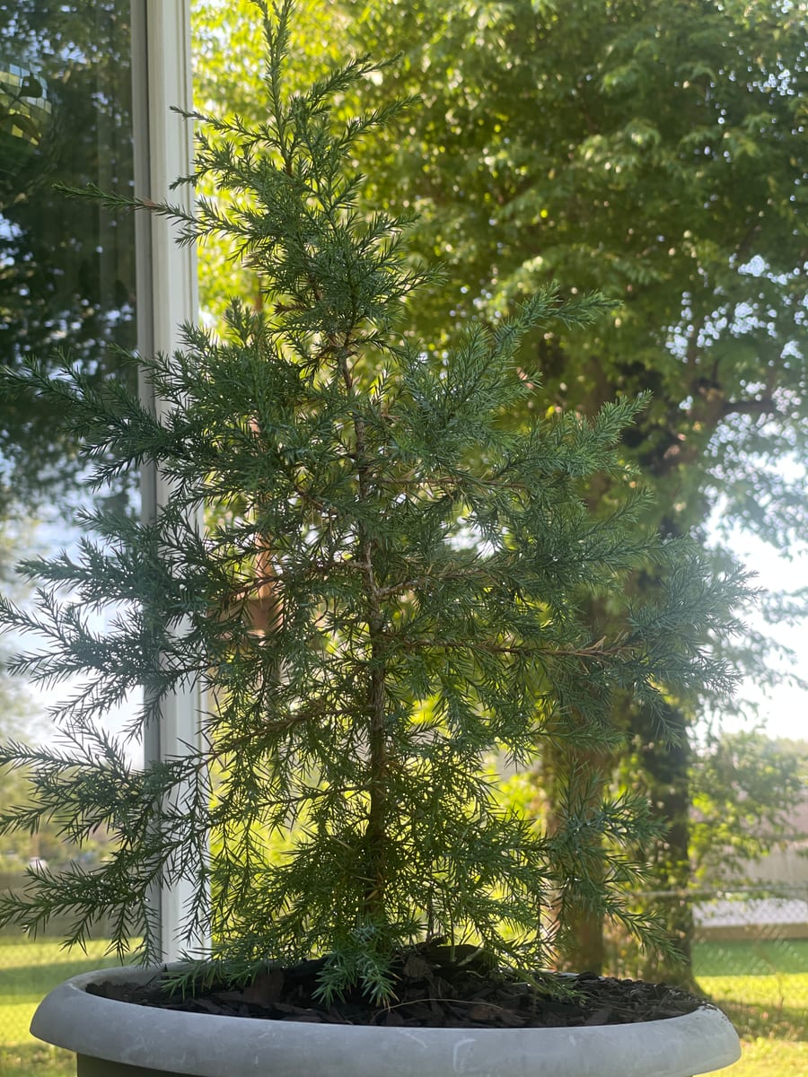 Eastern red cedar