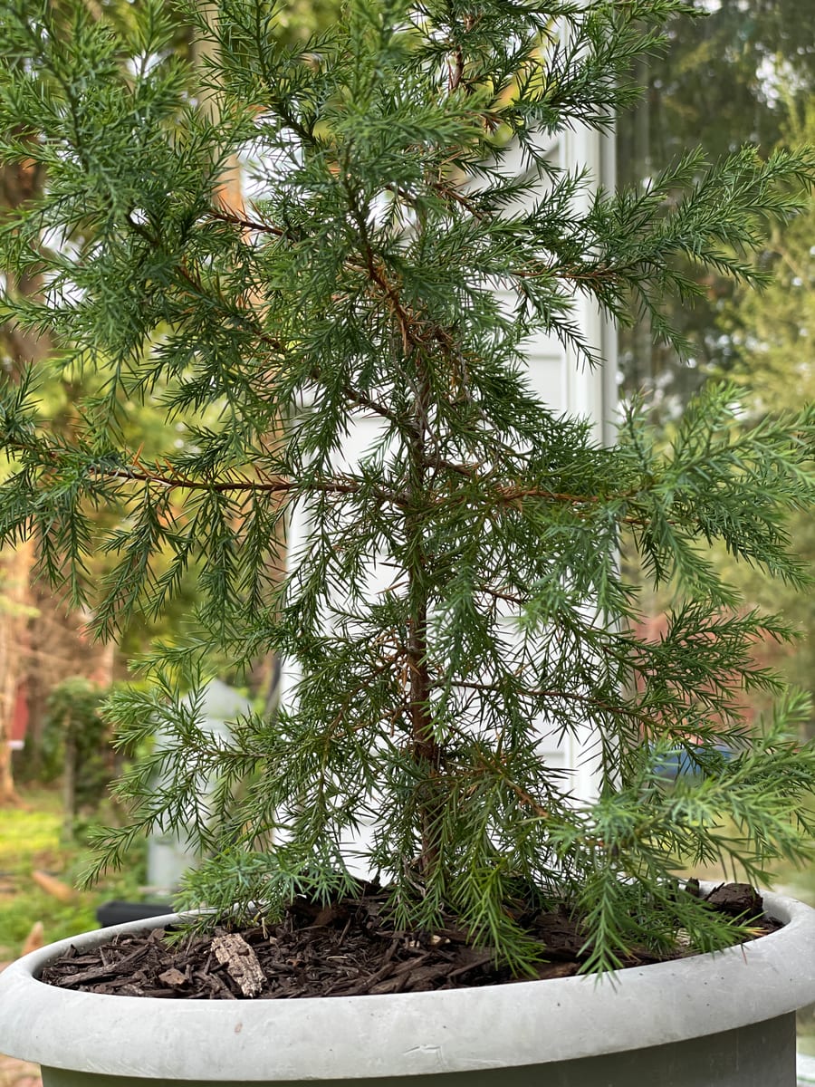 Eastern red cedar