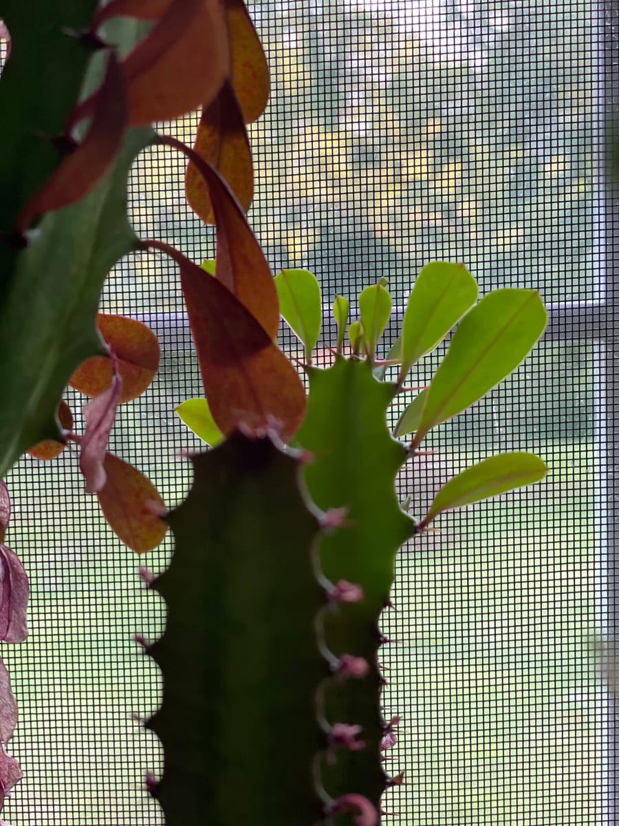 African Milk Tree 1