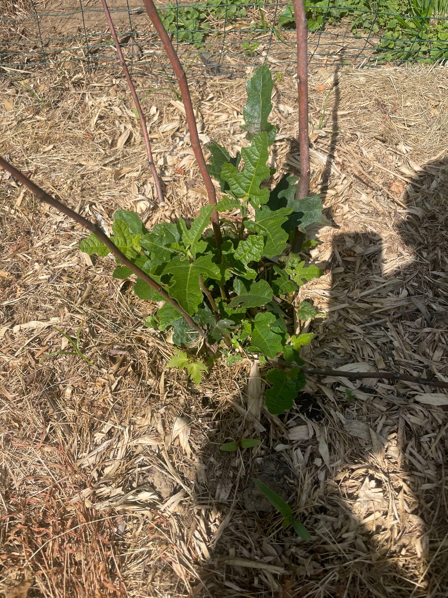 Fig in garden