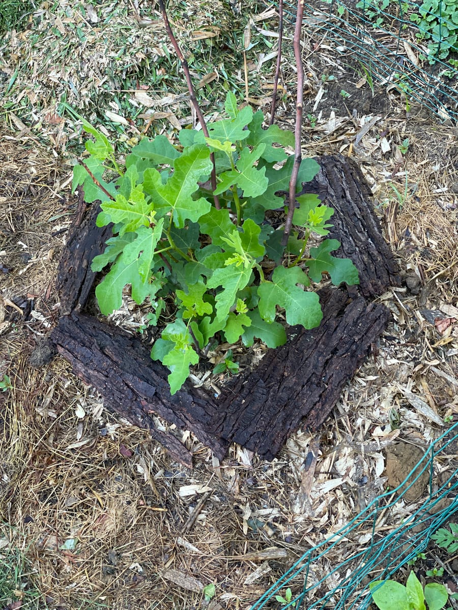 Fig in garden