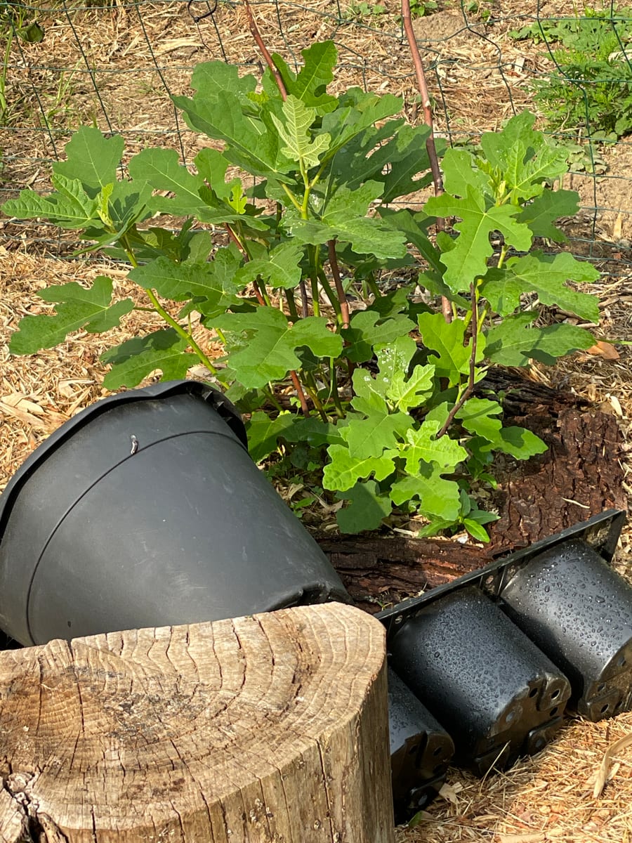 Fig in garden