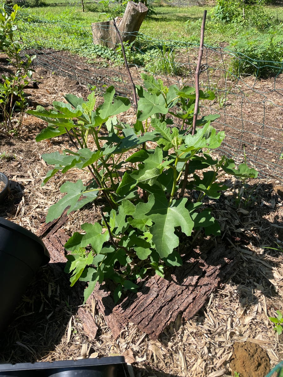 Fig in garden