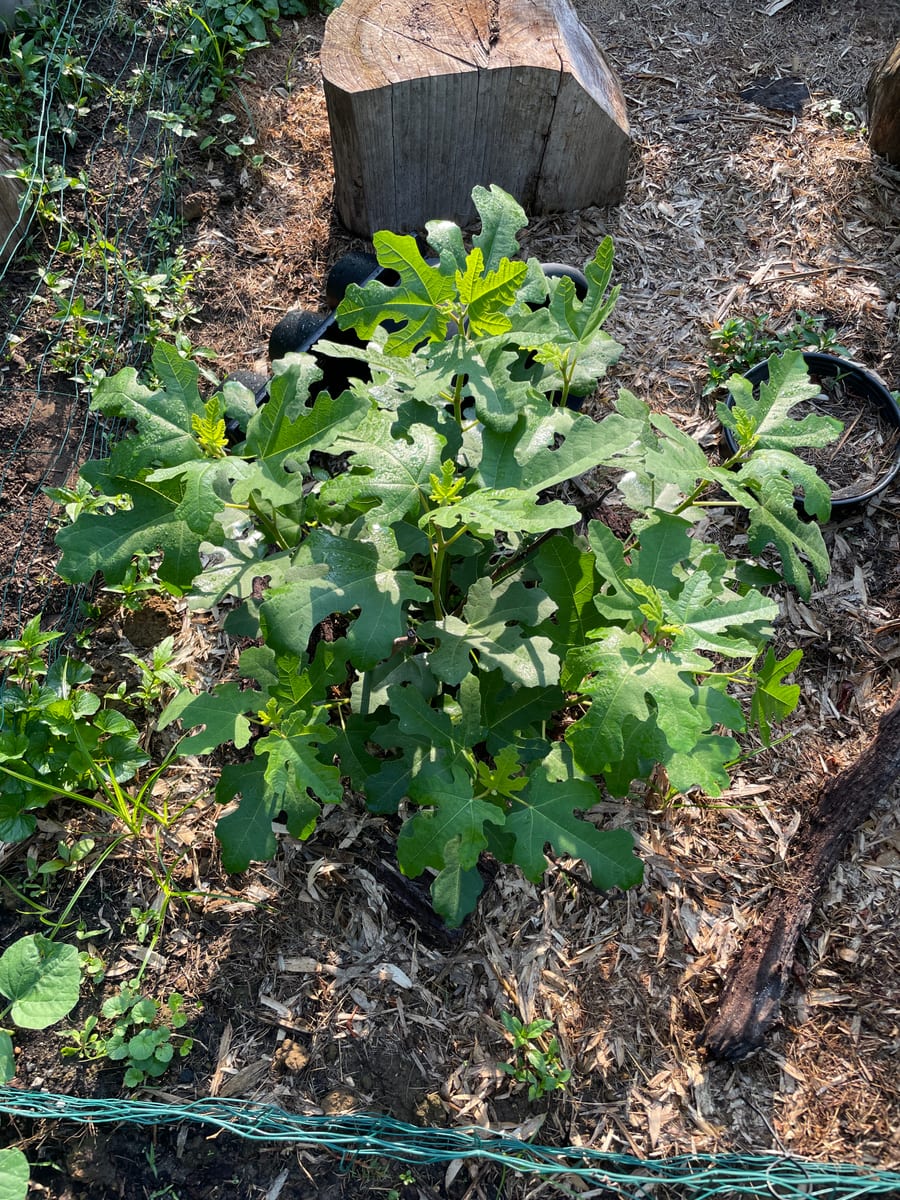Fig in garden