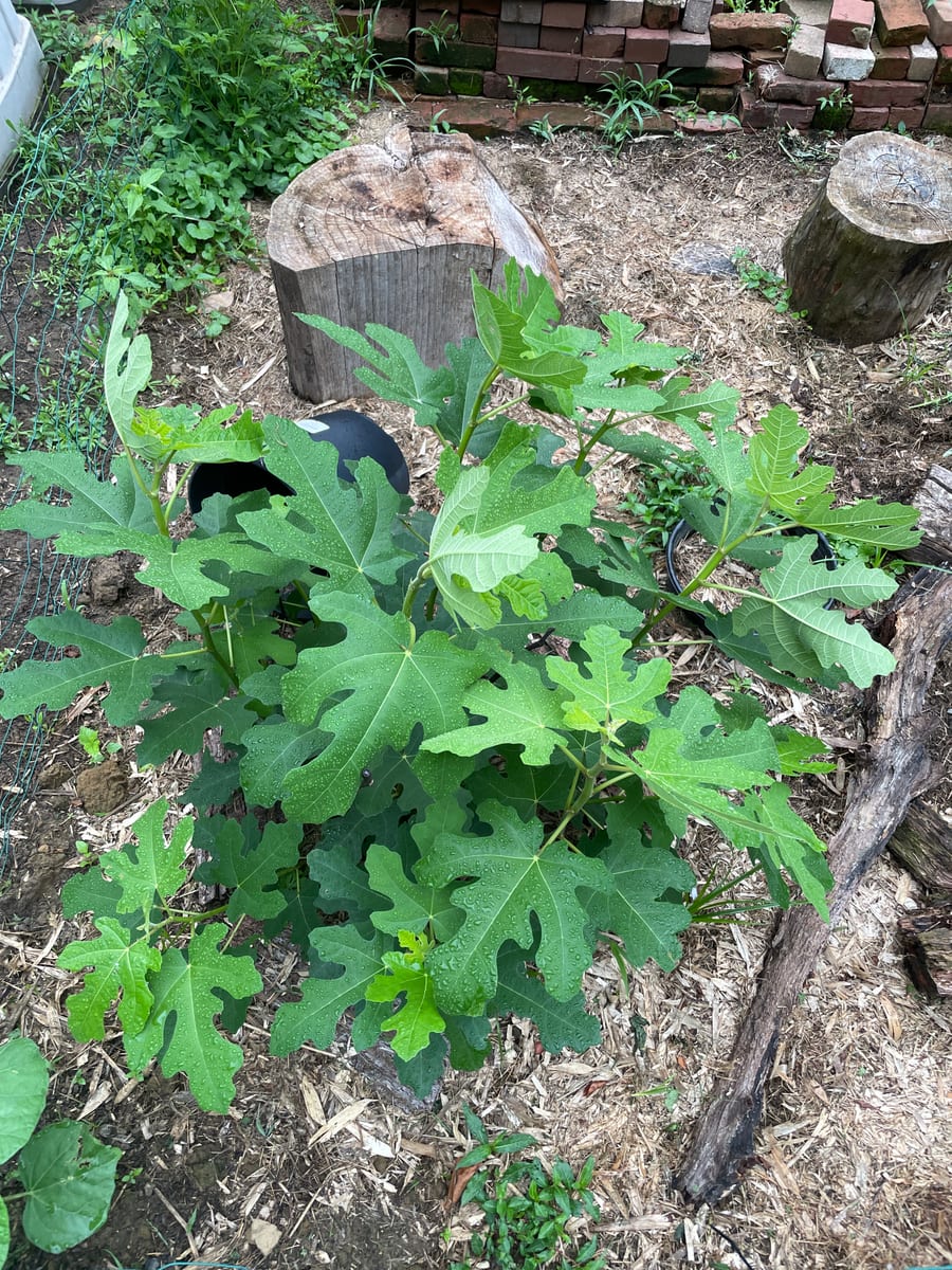 Fig in garden