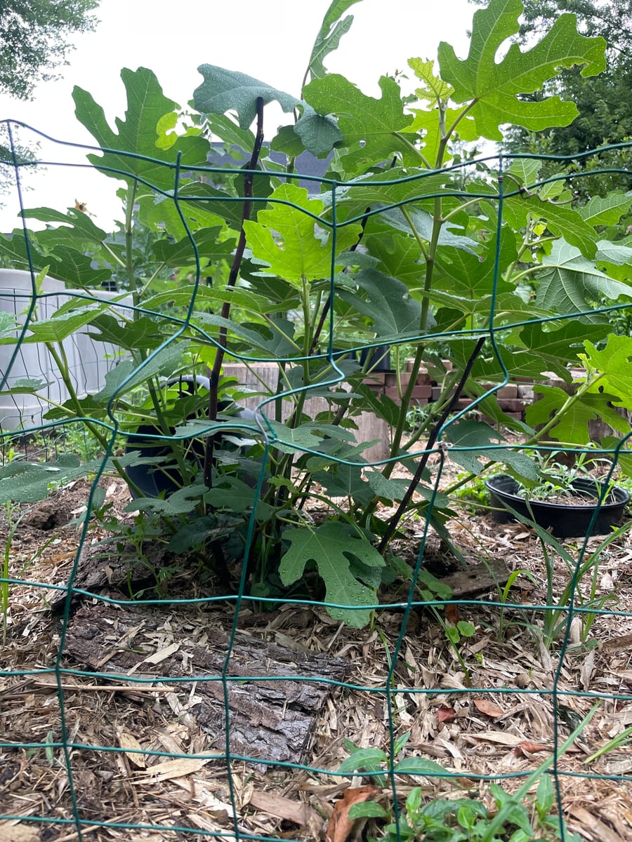 Fig in garden