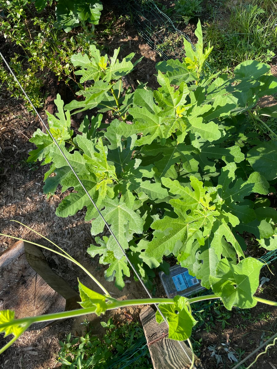 Fig in garden