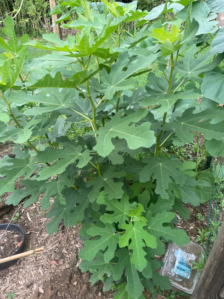 Fig in garden