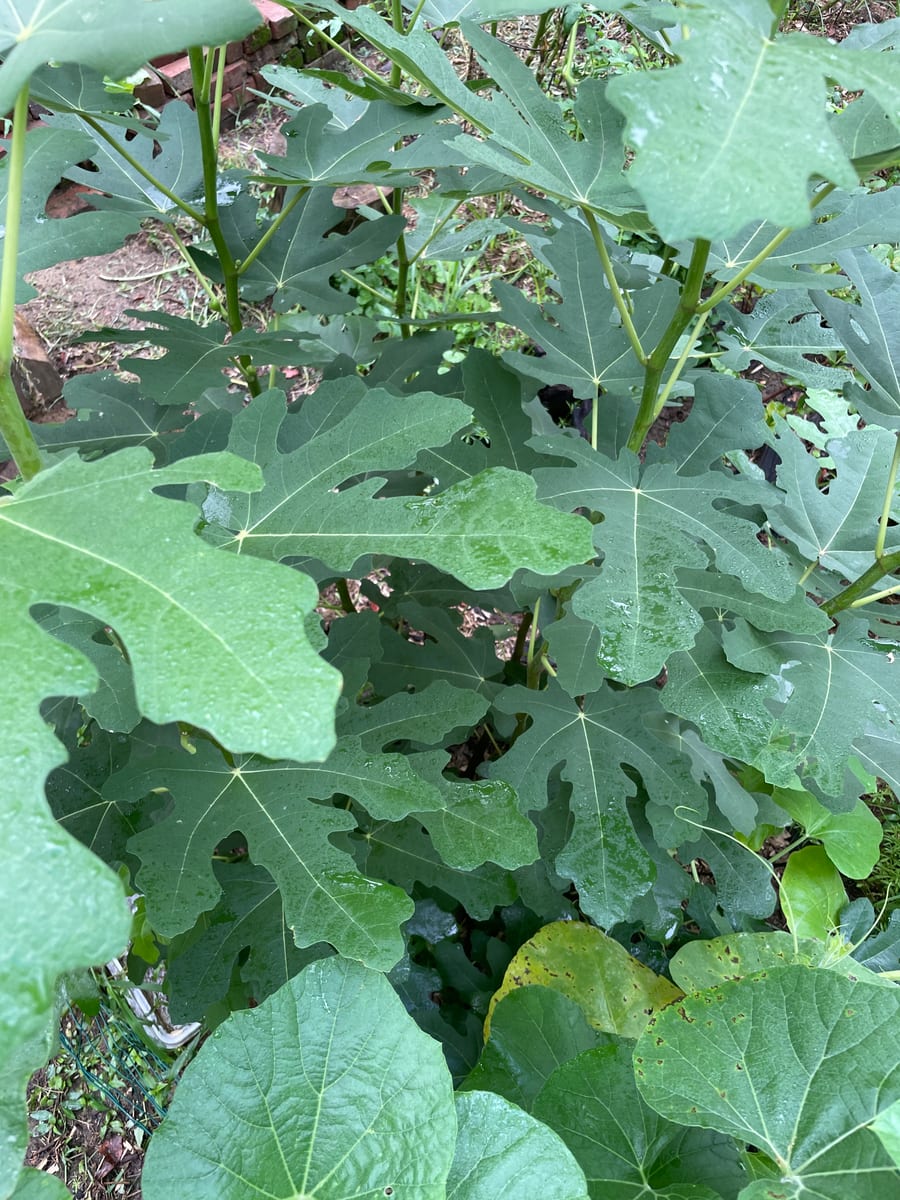 Fig in garden
