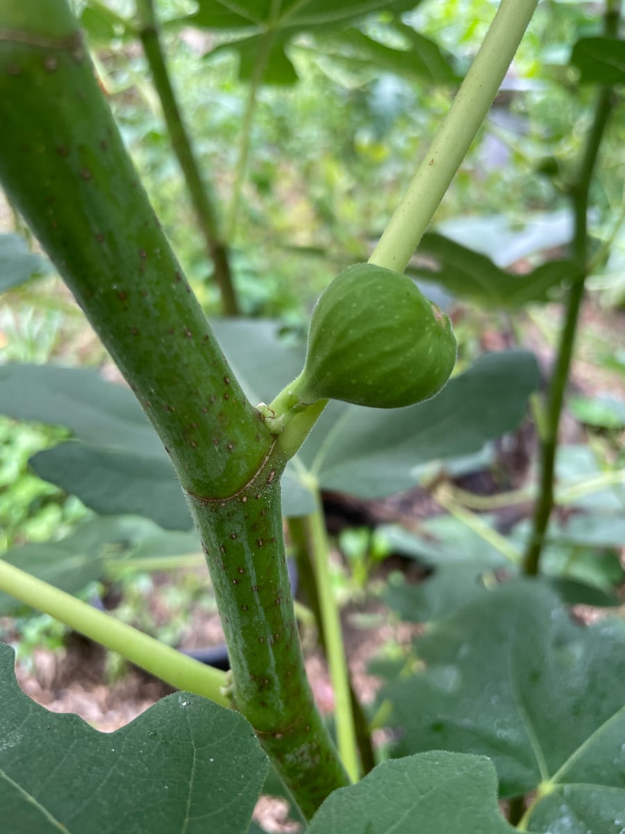 Fig in garden