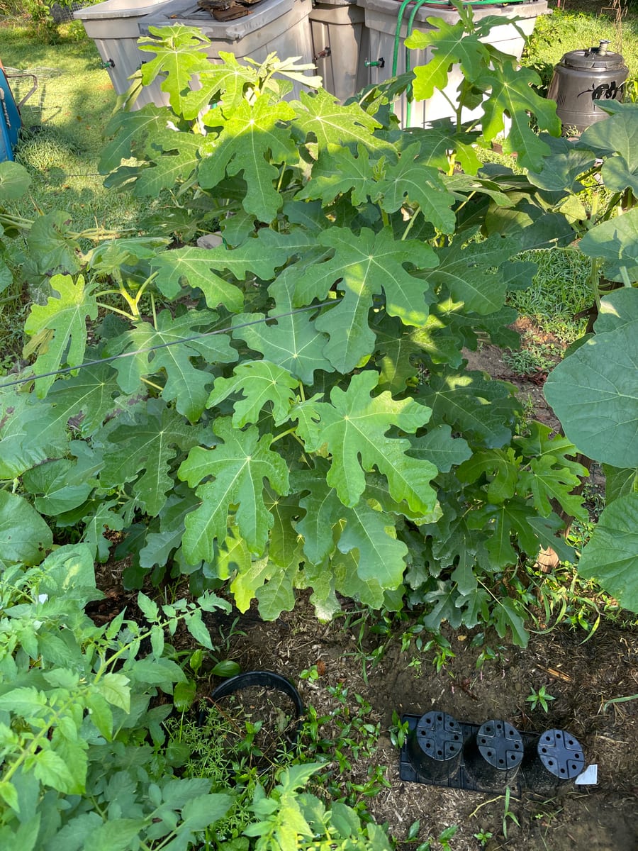 Fig in garden