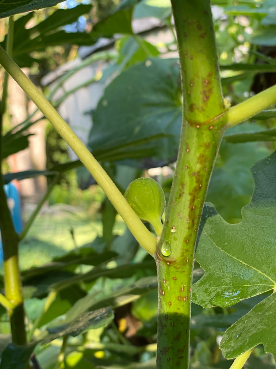 Fig in garden