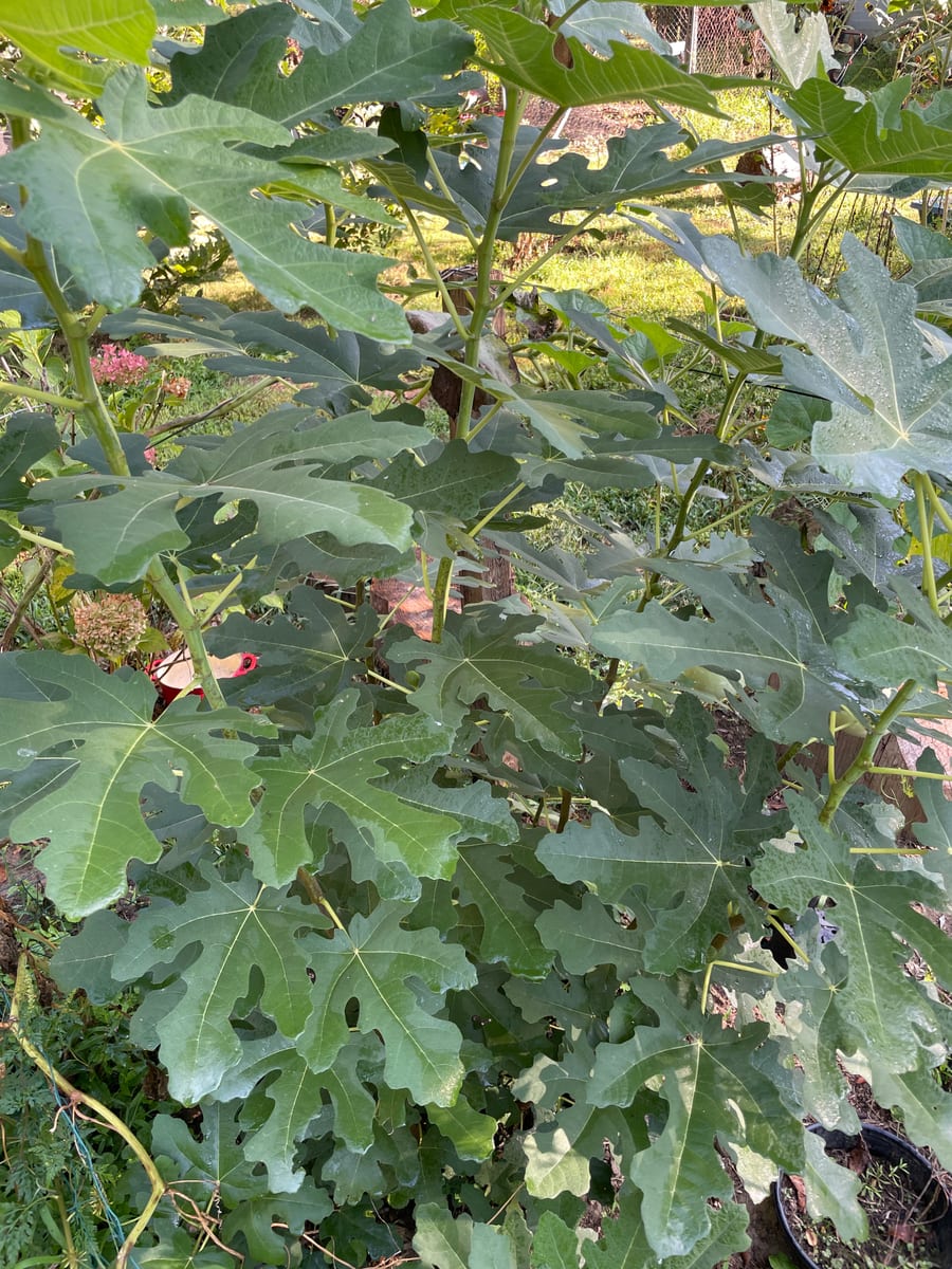 Fig in garden