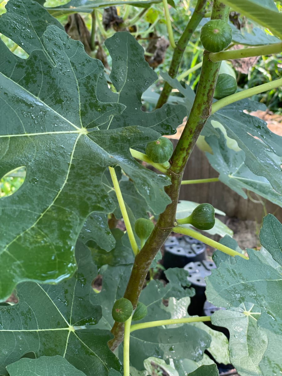 Fig in garden