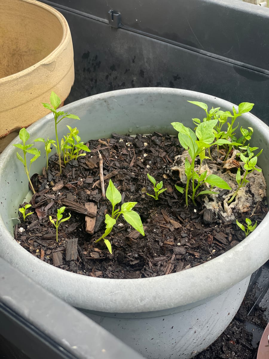 Pepper