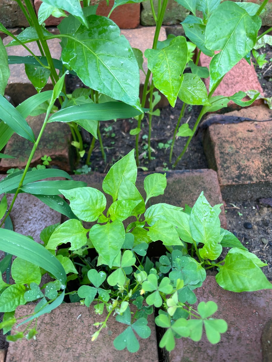 Pepper