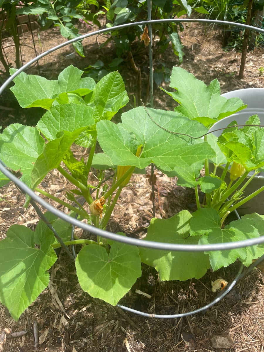 Unknown Gourd