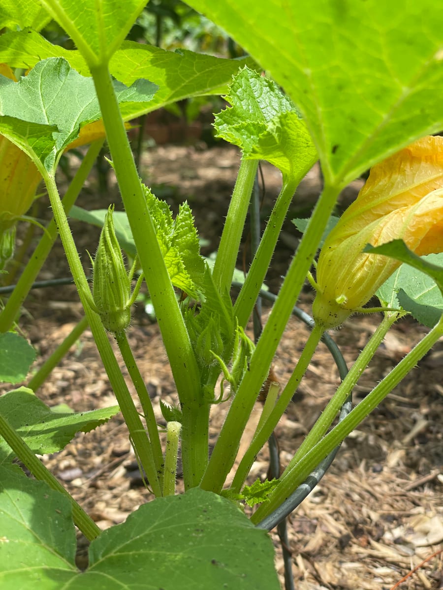 Unknown Gourd