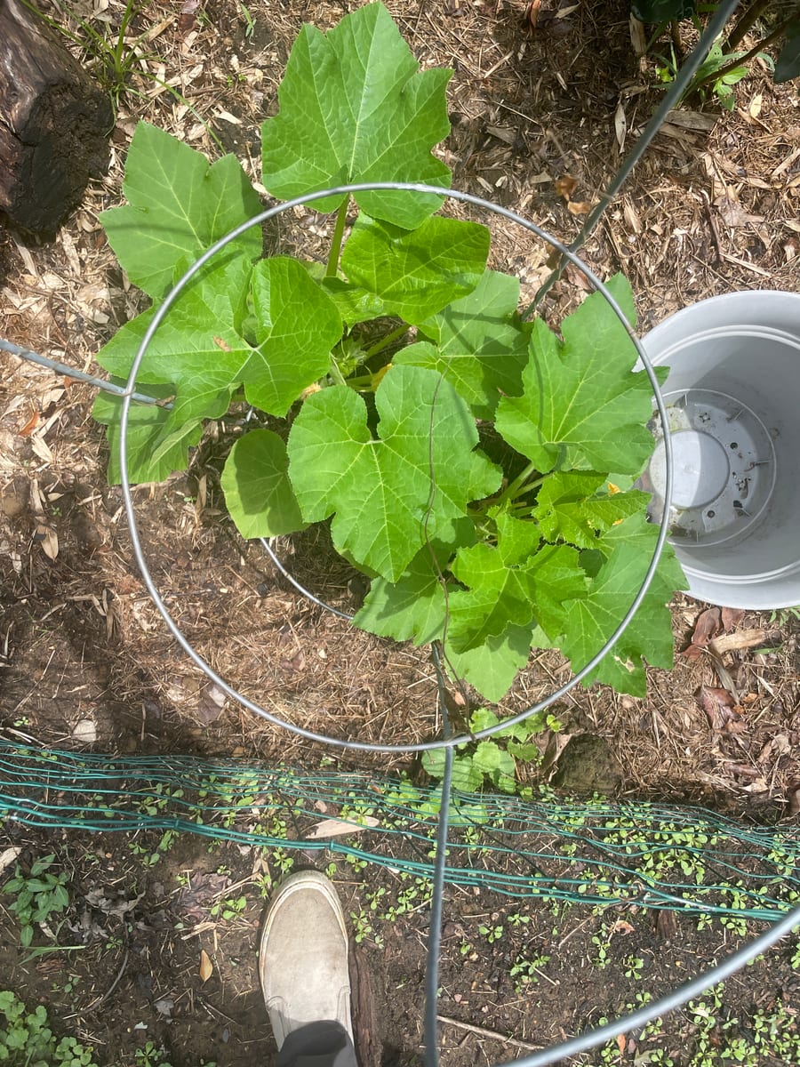 Unknown Gourd