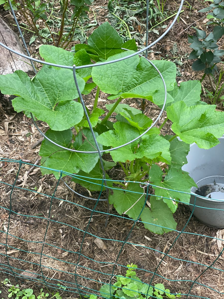 Unknown Gourd