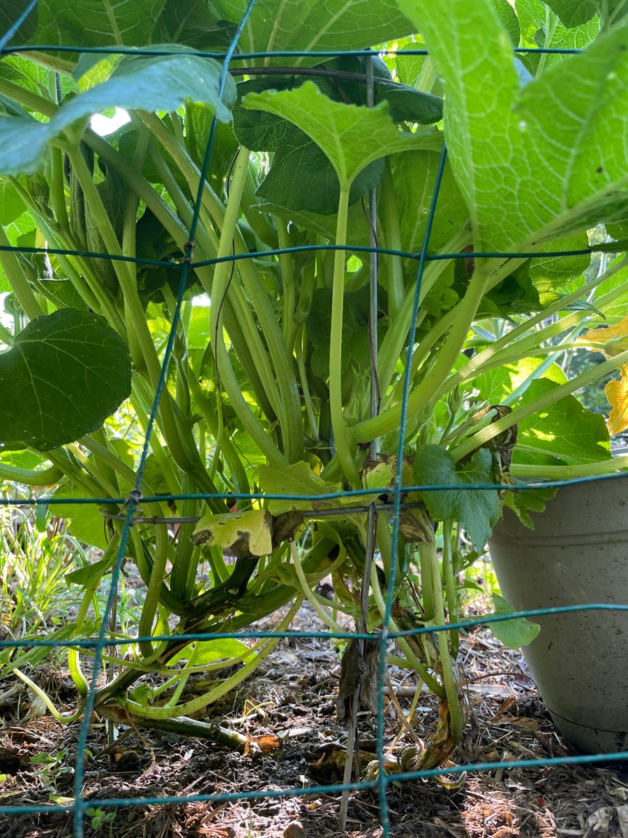Unknown Gourd