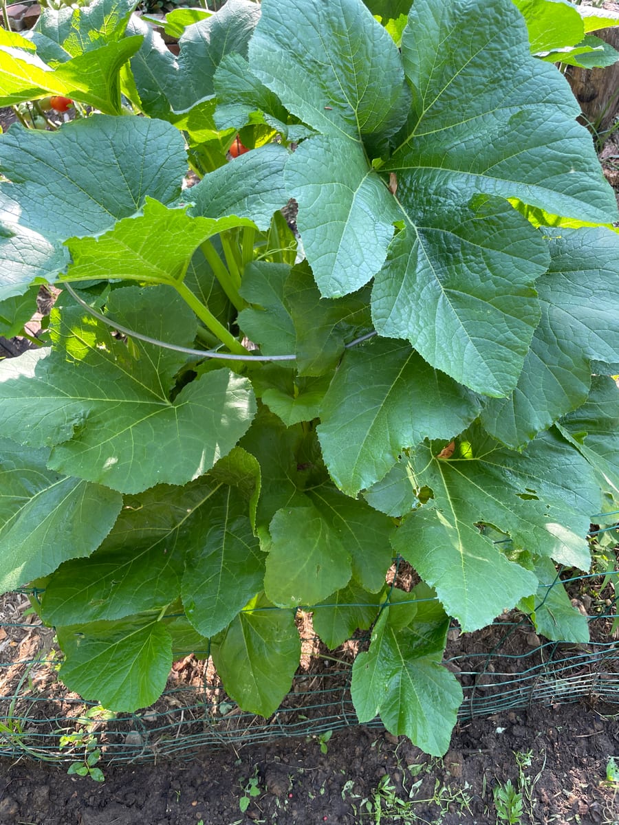 Unknown Gourd