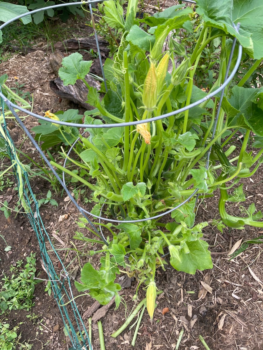 Unknown Gourd