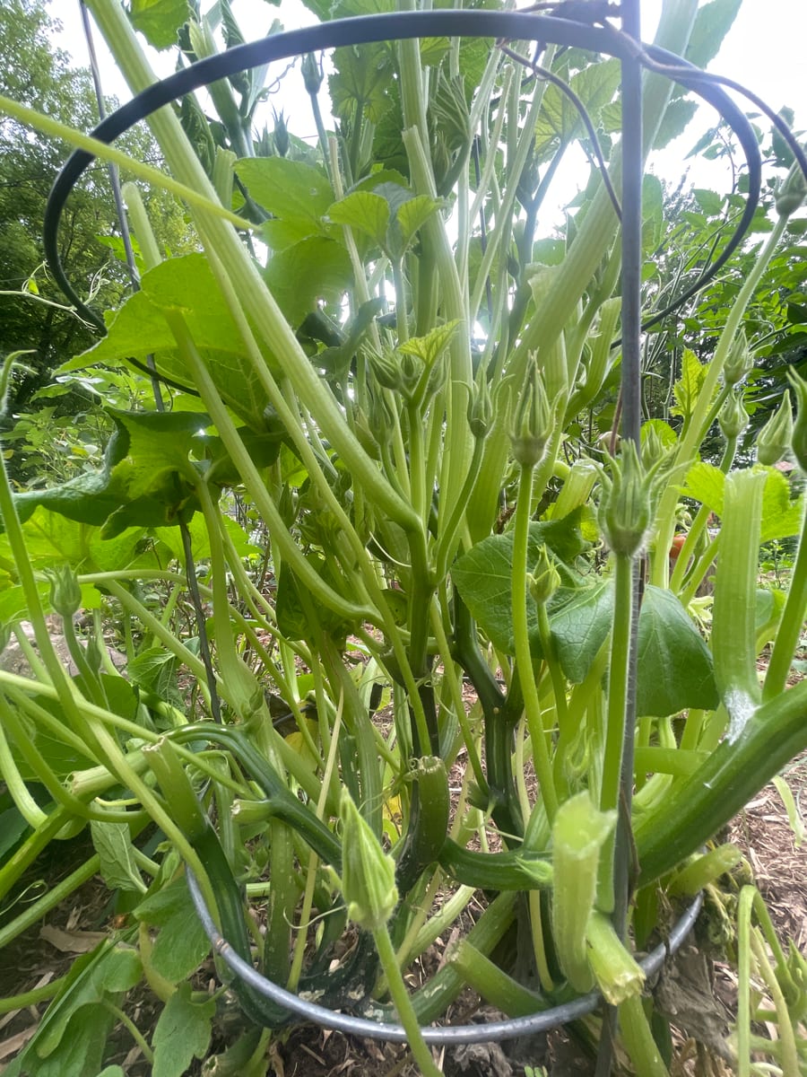 Unknown Gourd