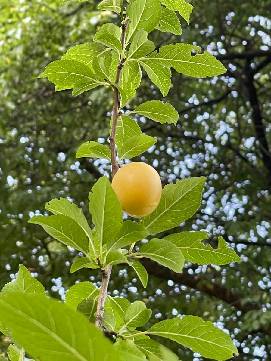 European plum