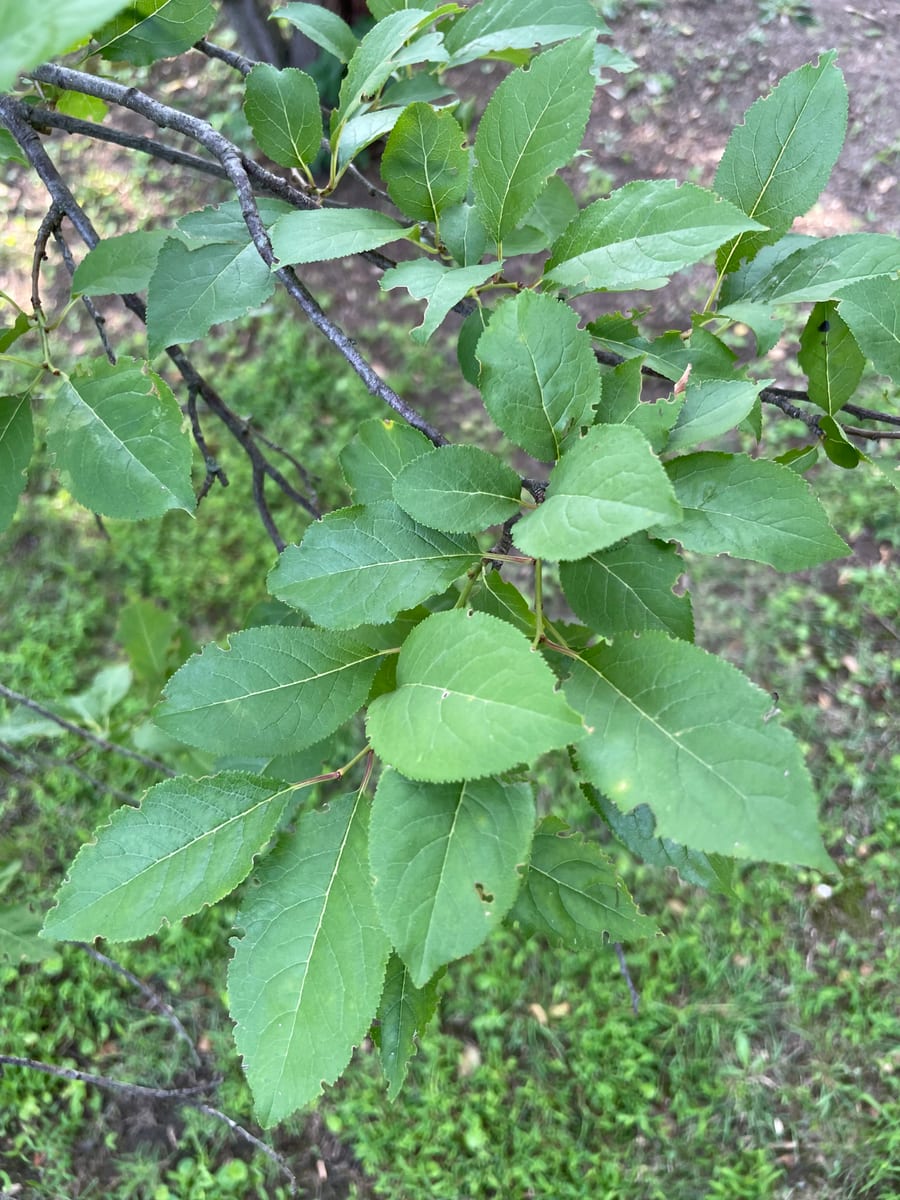 European plum