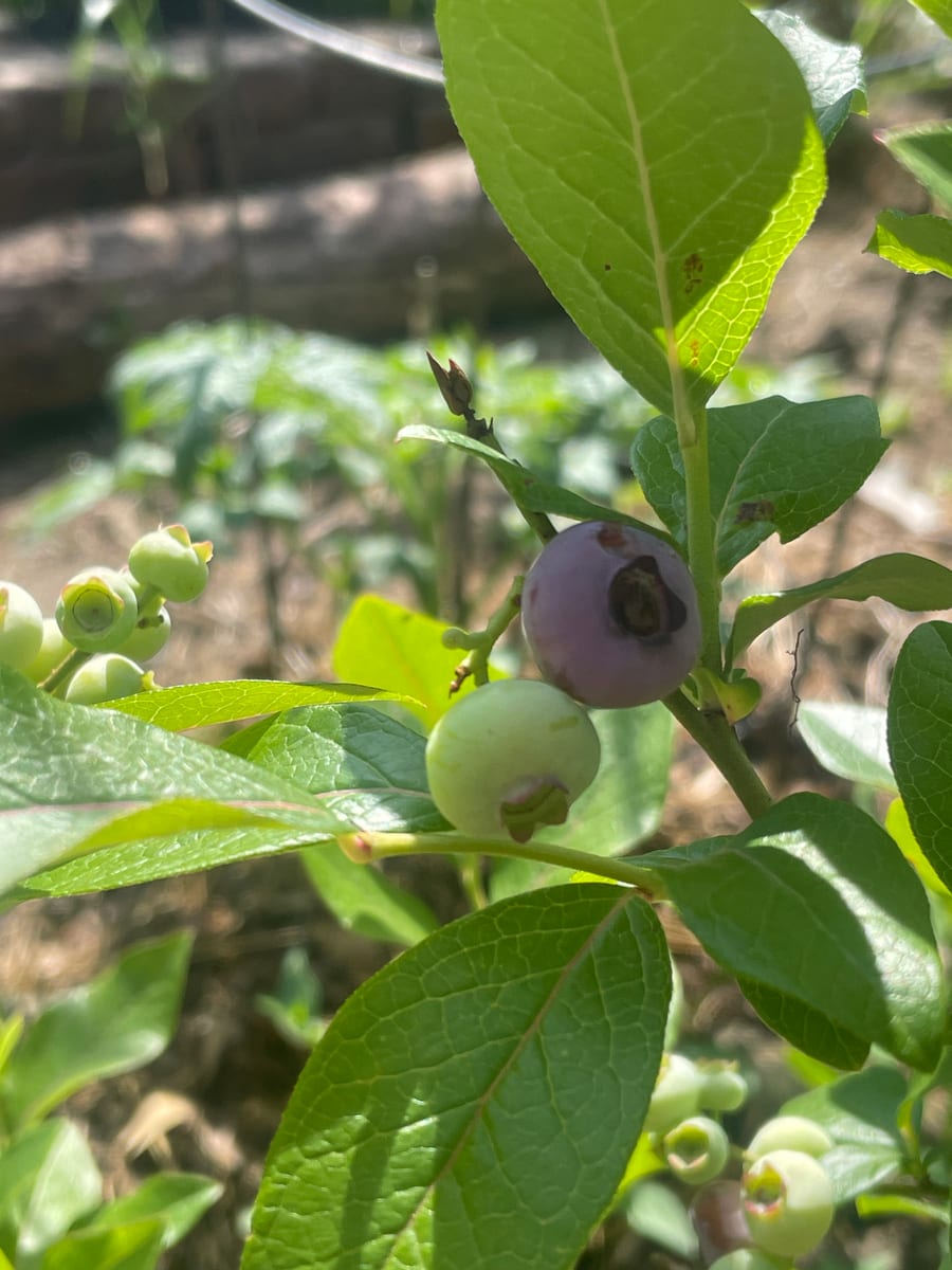 Blueberries