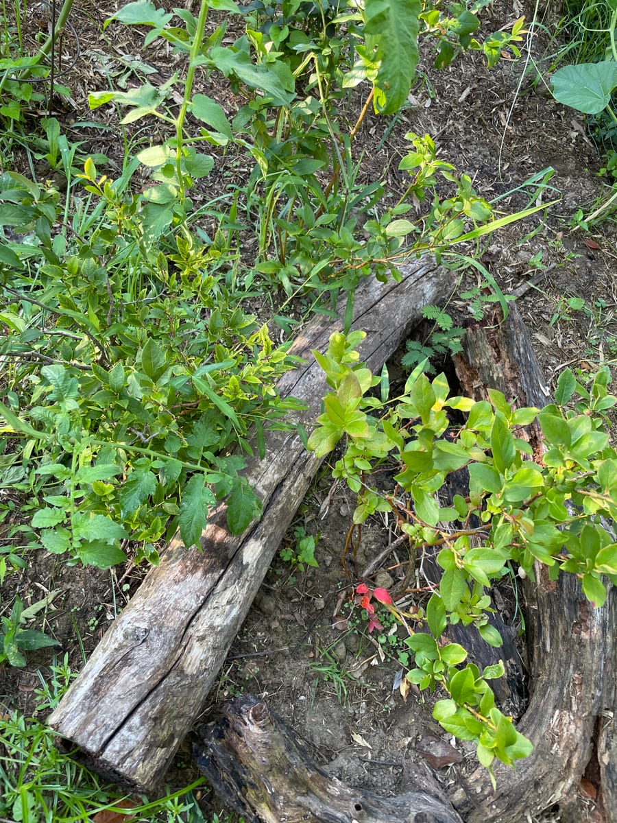 Blueberries