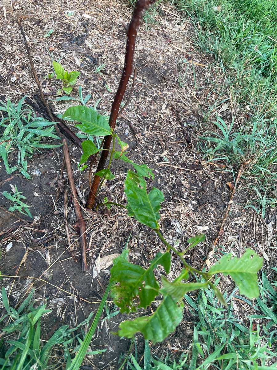 The Little Chestnut that could