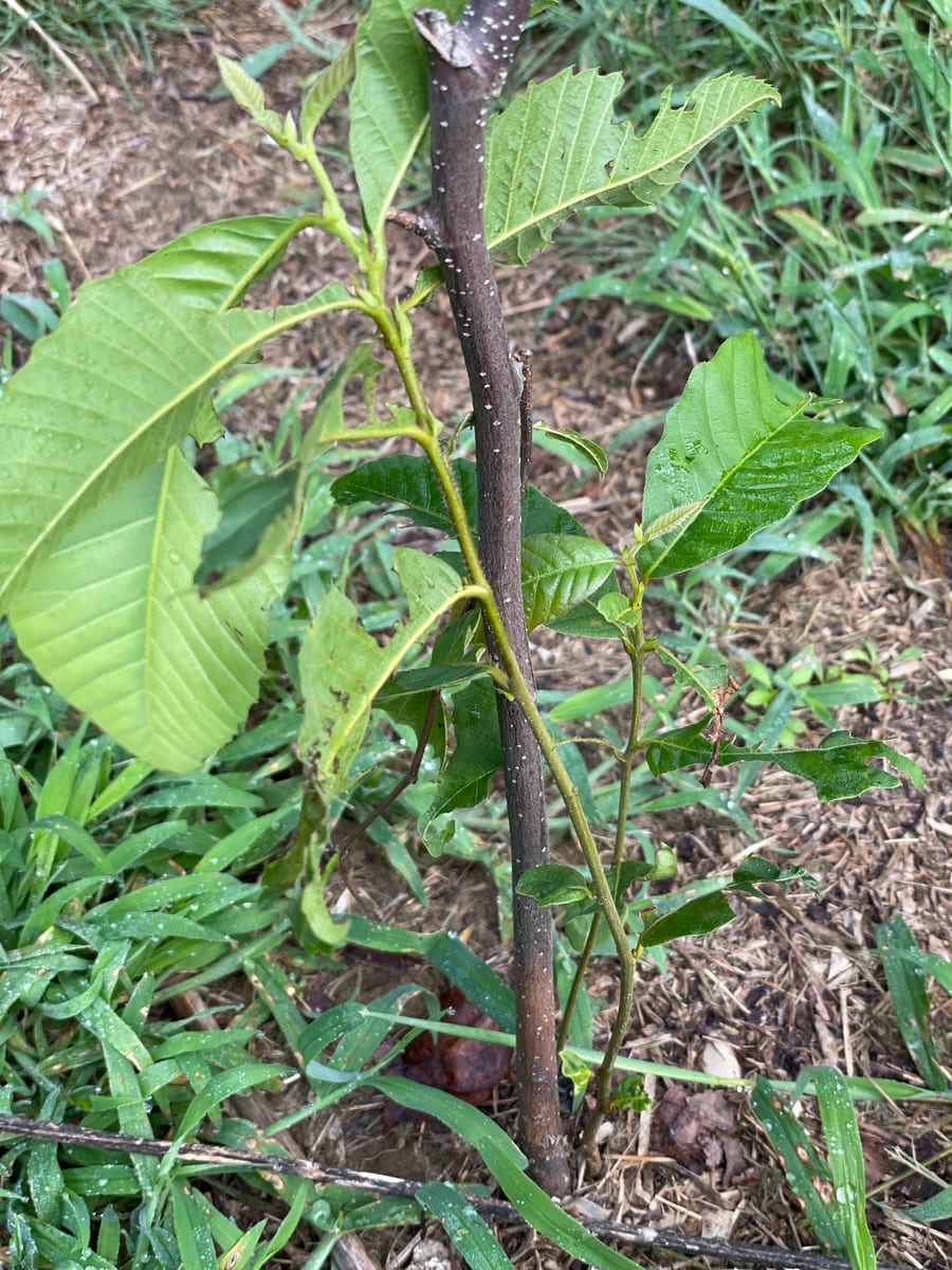 The Little Chestnut that could
