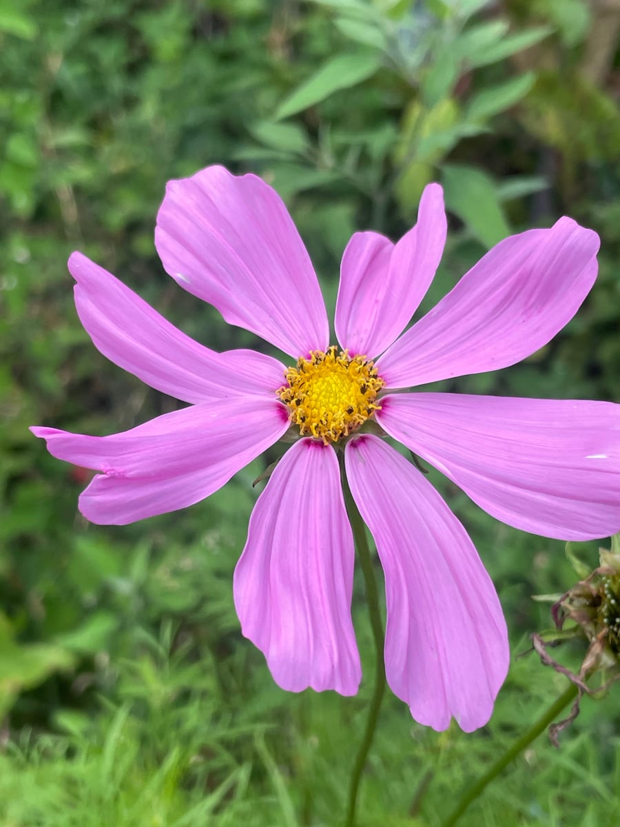 Cosmos
