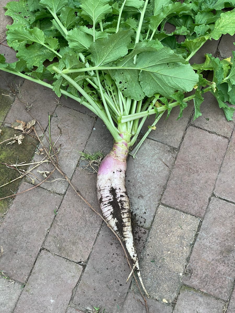 Radish - French Breakfast