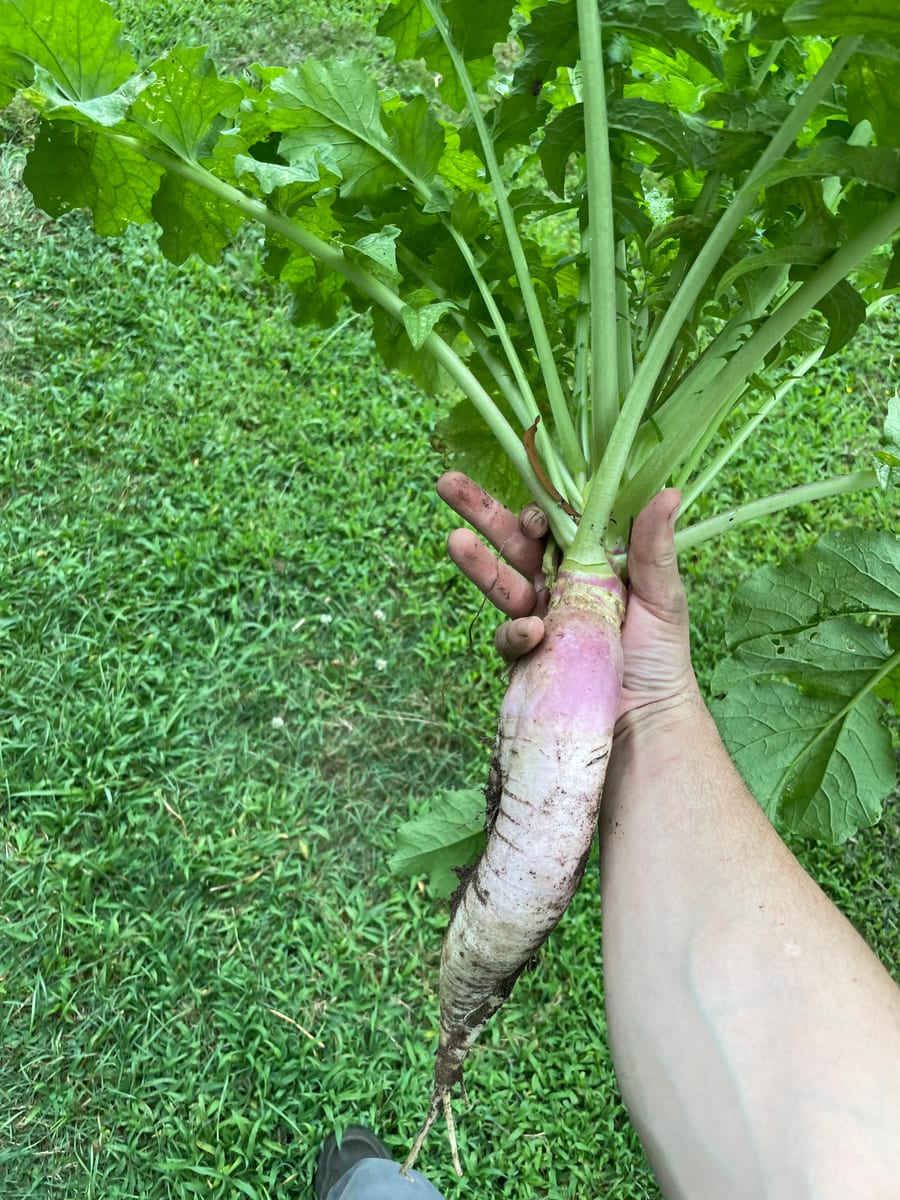 Radish - French Breakfast