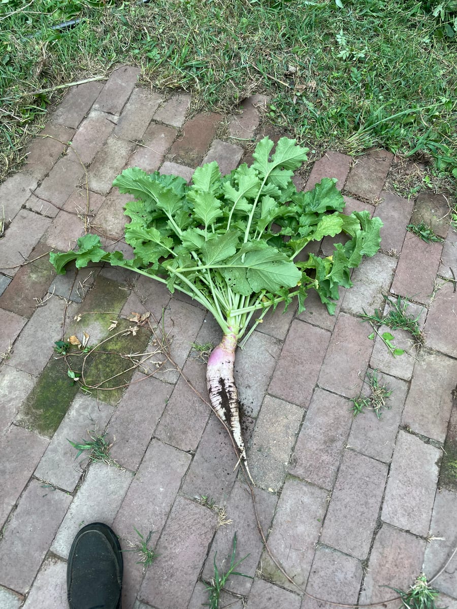 Radish - French Breakfast