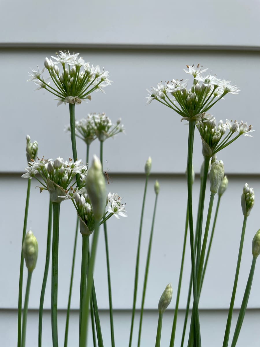 Chives