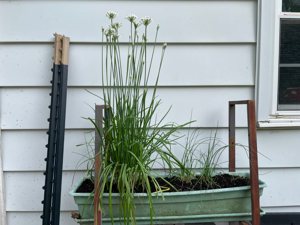 Chives
