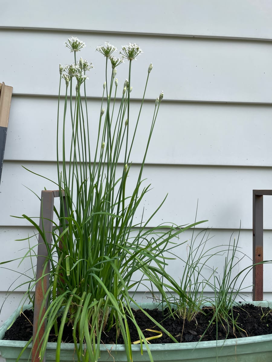 Chives
