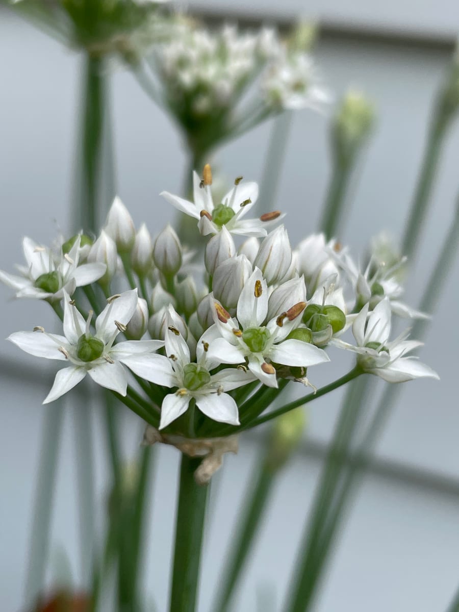 Chives