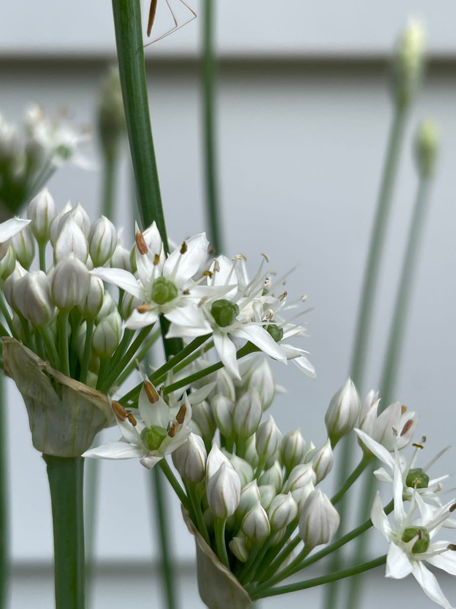 Chives